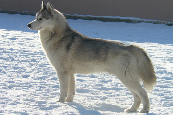 White with Silver markings Siberian Husky image