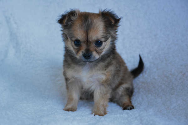 Grey Chihuahua Puppy image