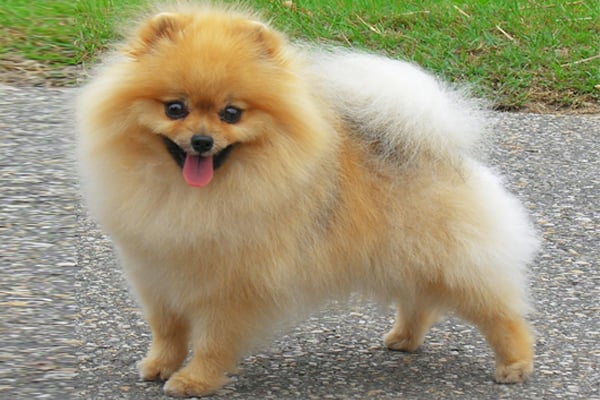 Pomeranian coat