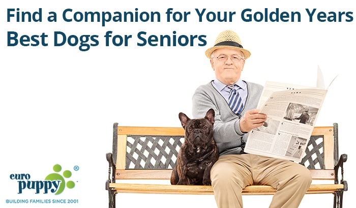 Best Dogs for Seniors – Find the Best Dog Breed for Your Golden Years