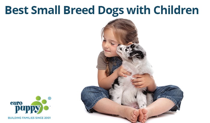 Best Small Breed Dogs with Children