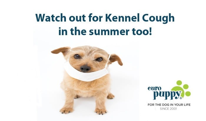 Watch out for kennel cough symptoms in dogs in the summer too!