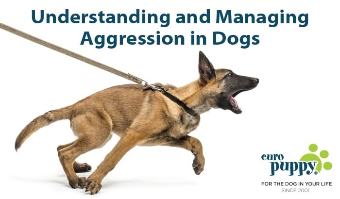 Understanding and Managing Aggression in Dogs