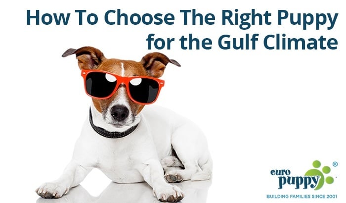 How To Choose The Right Puppy for the Gulf Climate