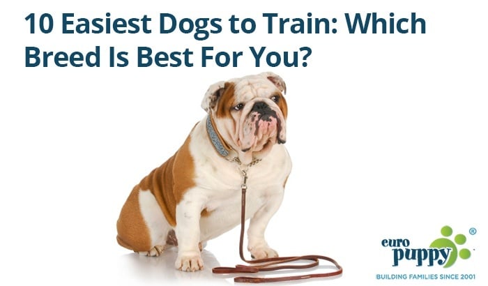 10 Easiest Dogs to Train: Which Breed Is Best For You?