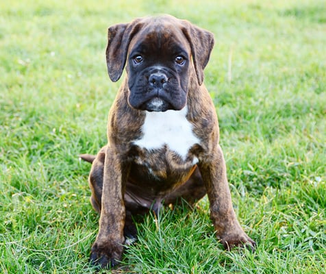 boxer brindle puppy image