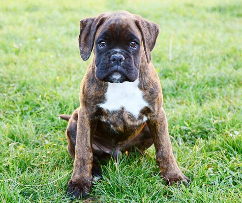 Boxer Mantel