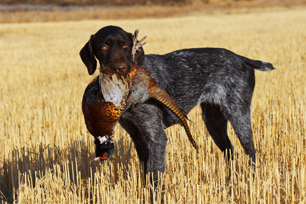 German Pointer coat