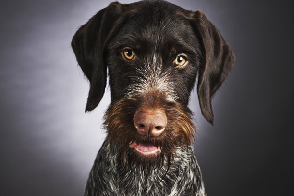 German Pointer colors