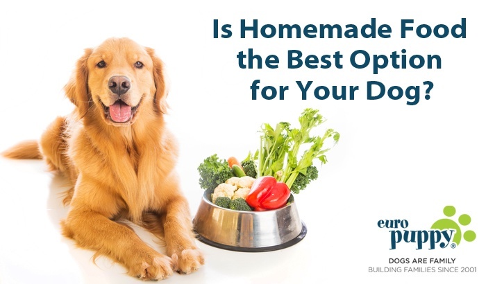 Is Homemade Food the Best Option for Your Dog?