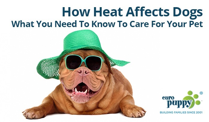 can heat affect dogs