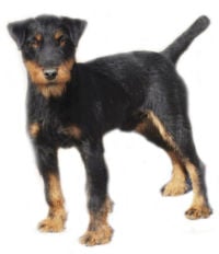 Jagd Terrier picture