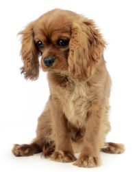 Cavalier King Charles Spaniel