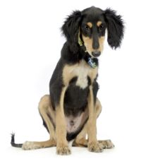 Saluki