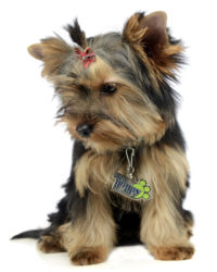 Yorkshire Terrier