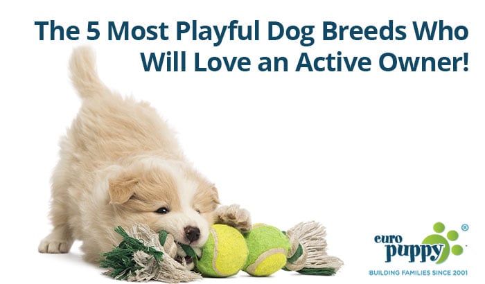 The 5 Most Playful Dog Breeds Who Will Love an Active Owner!