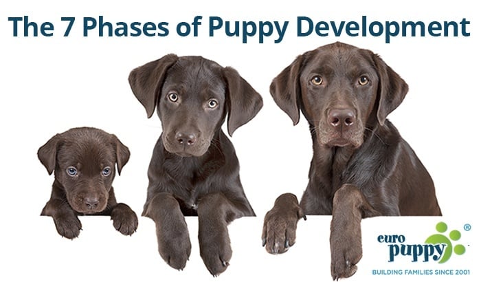 The 7 Phases of Puppy Development