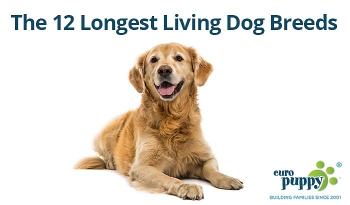 The 12 Longest Living Dog Breeds
