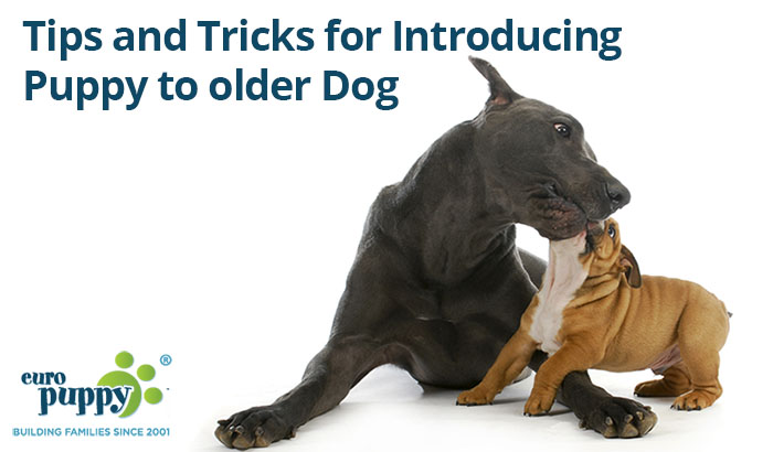 Tips and Tricks for Introducing Puppy to older Dog (these can be lifesavers)