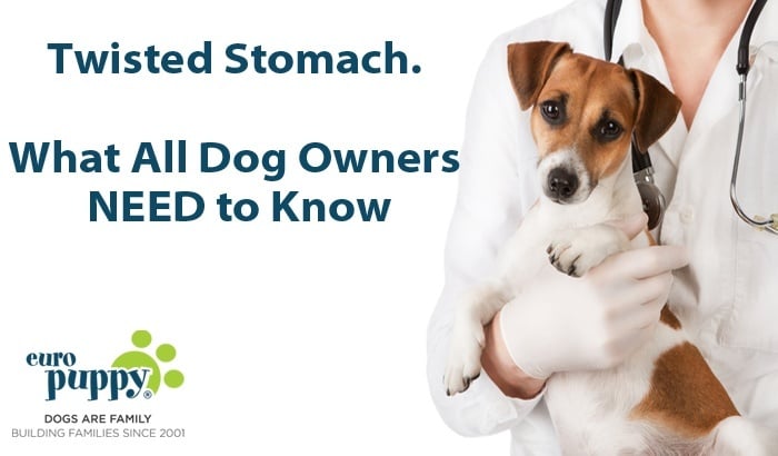 Twisted Stomach. What All Dog Owners NEED to Know