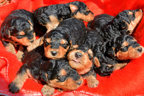 Black and Tan Airedale Terrier Puppies picture