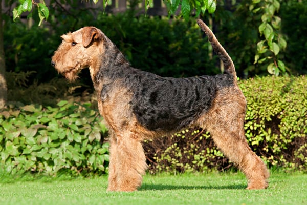 Black and Tan Airedale Terrier picture