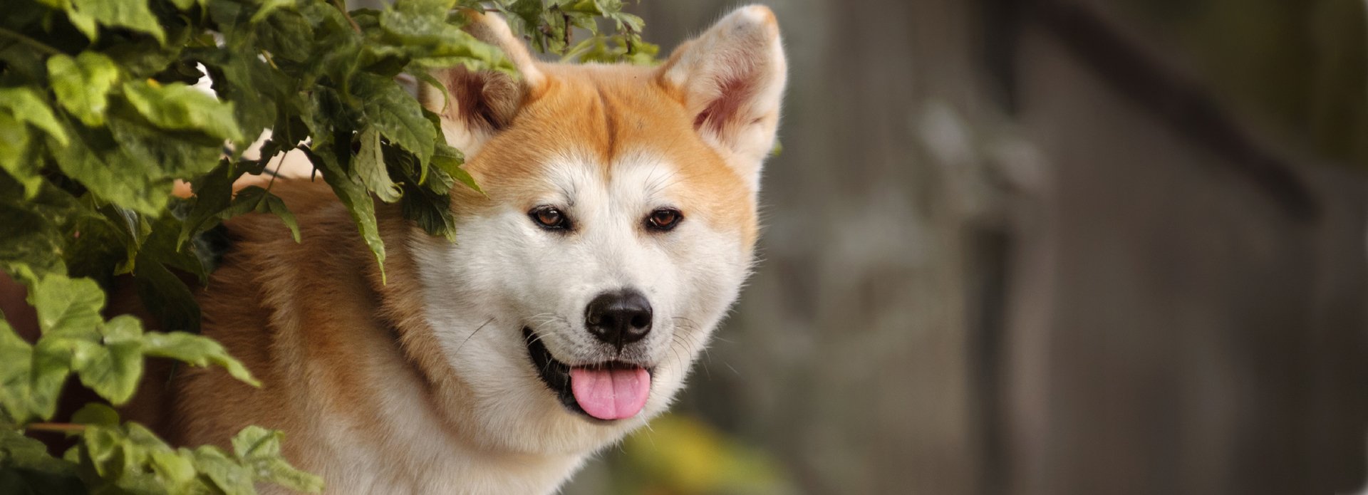 where to buy akita inu