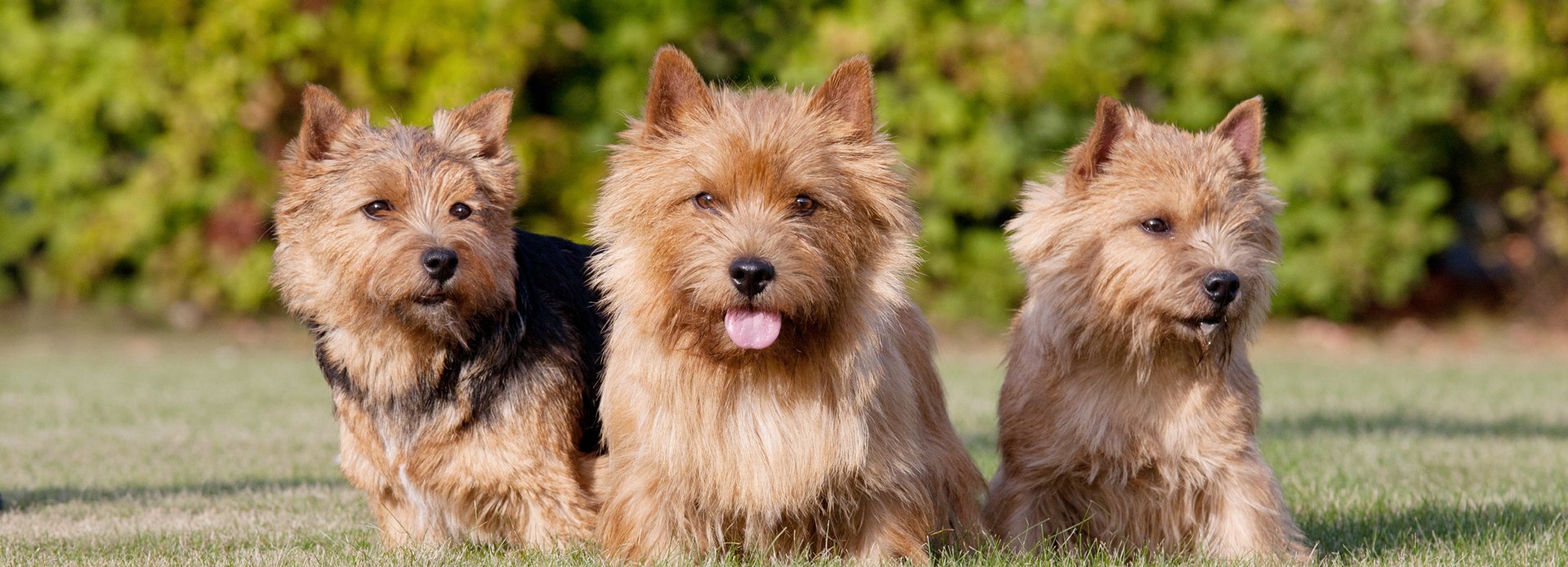 what are the congenital diseases in a norwich terrier puppy