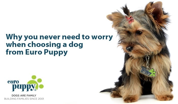 Why you never need to worry when choosing a dog from Euro Puppy