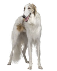 Borzoi