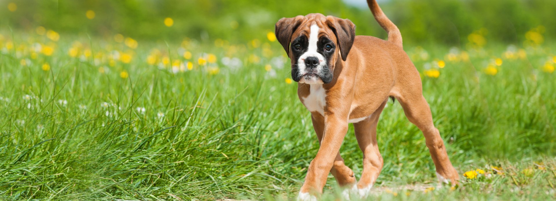 12+ German Boxer Puppies