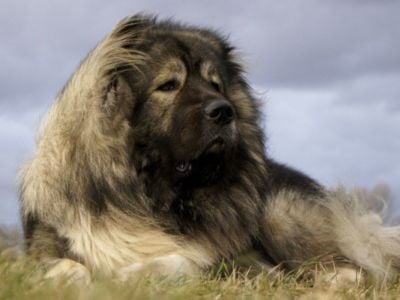 The TRUTH about the Caucasian Mountain Dog!