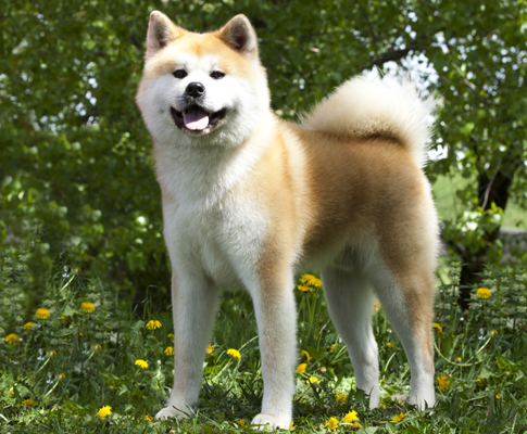 Akita Inu Mantel