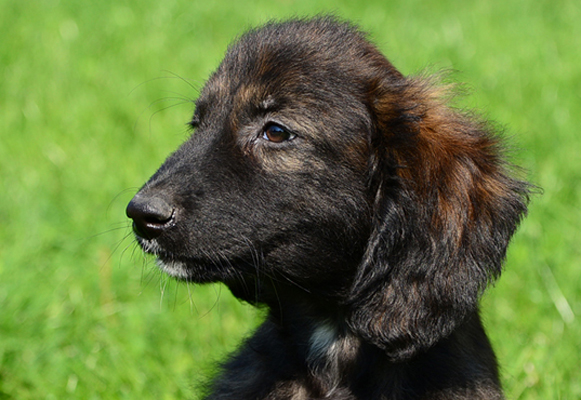 Afghan Hound coat