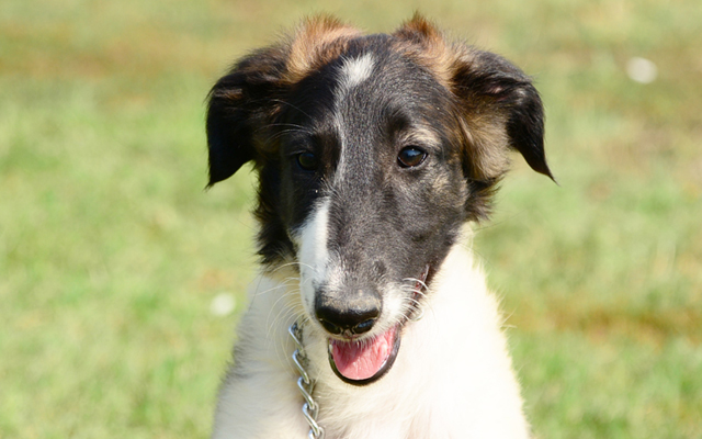 Borzoi coat