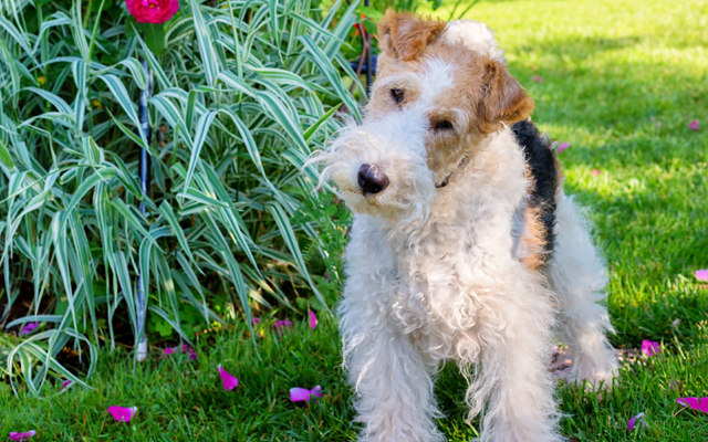 Foxterrier Mantel