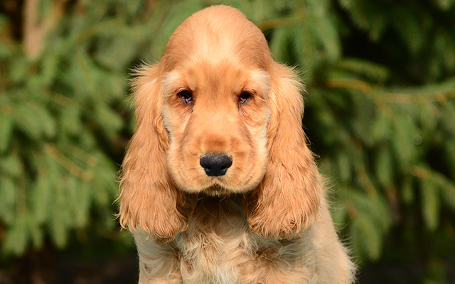 Englischer Cocker Spaniel Mantel