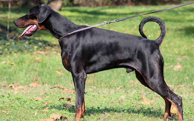 Dobermann Mantel