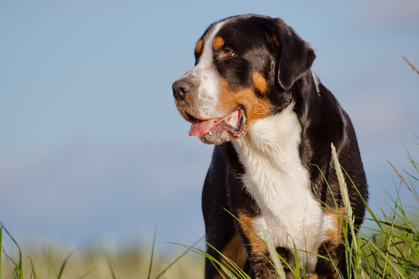 Great Swiss Mountain Dog coat