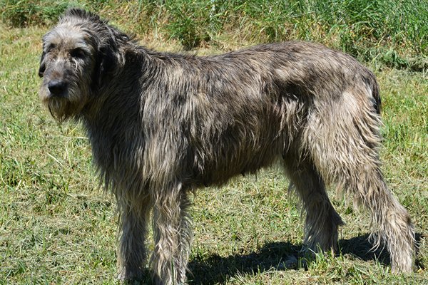 Wolfhound Irlandés coat