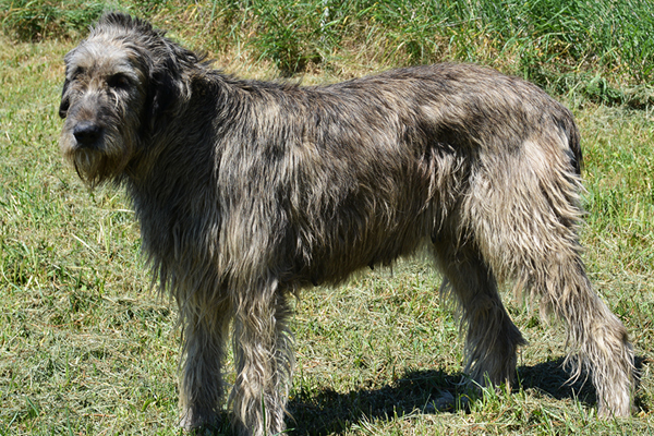 Irish Wolfhound coat