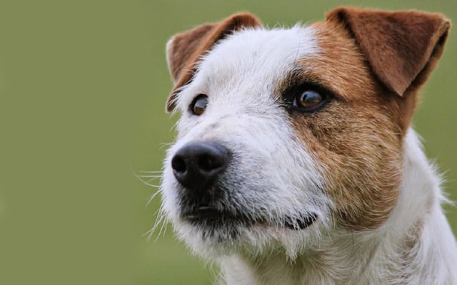 Jack-Russell-Terrier Mantel