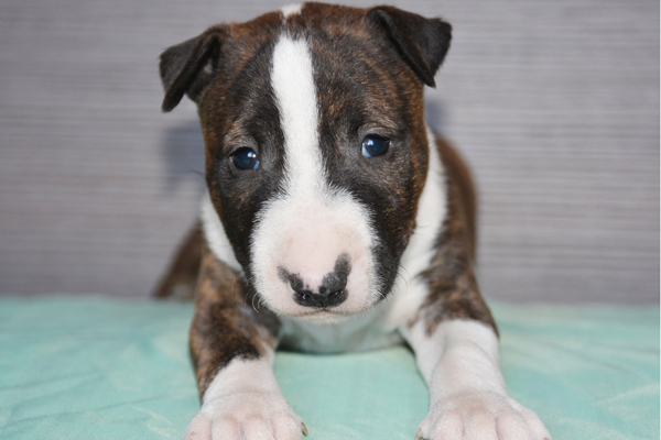 pelaje del Bull Terrier Miniatura