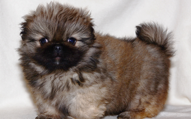 Pekingese coat