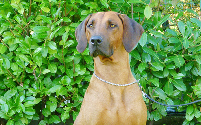 Rhodesian Ridgeback coat