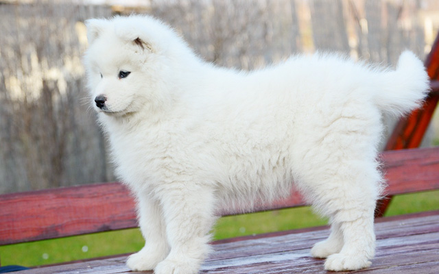 pelaje del Samoyedo