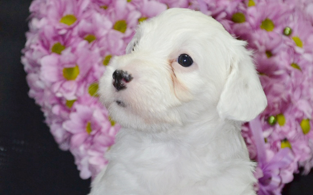 sealyham terrier white puppy image