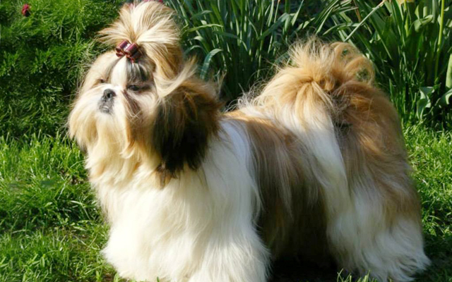 Shih Tzu coat