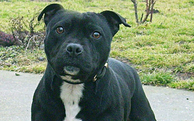 staffordshire bull terrier black image