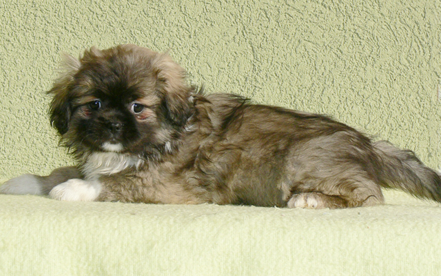 pelaje del Spaniel Tibetano